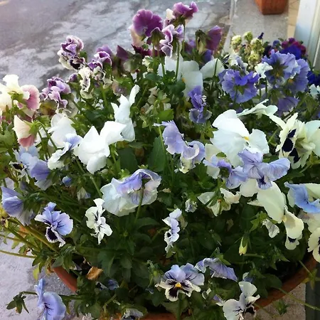 Olive Garden & Petite Maison Bed & Breakfast Posada (Sardinia)