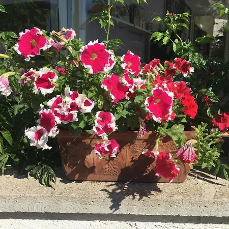 Bed & Breakfast Olive Garden & Petite Maison 2*